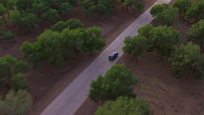 车在沙漠胡杨林里行驶