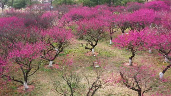 航拍初春梅花林高清素材