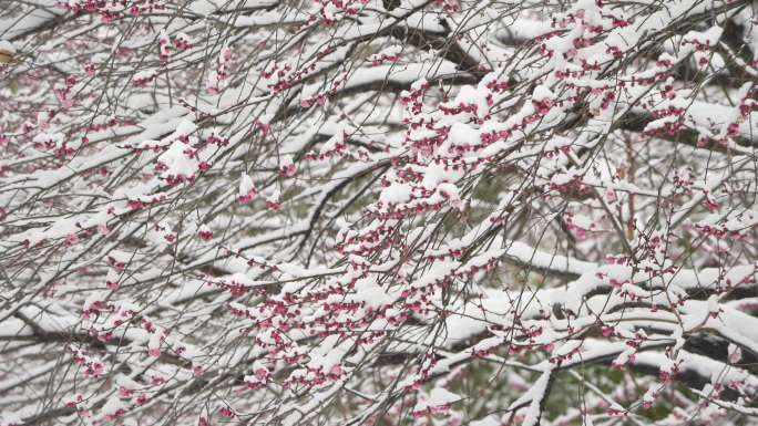 雪中的红梅花