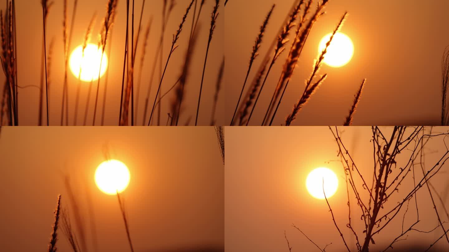 夕阳下的山野野草