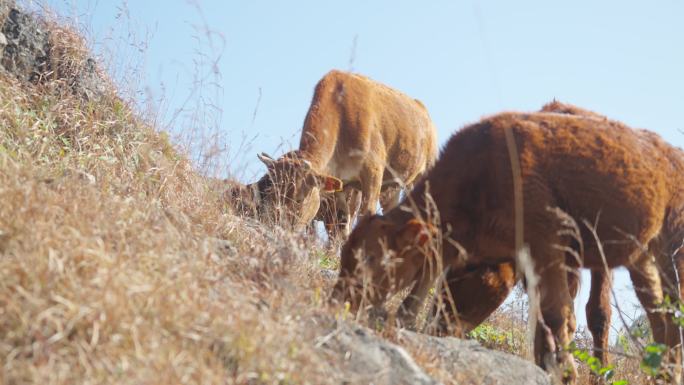 在山上吃草的黄牛牛群