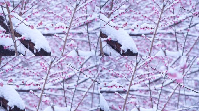 雪中的红梅花