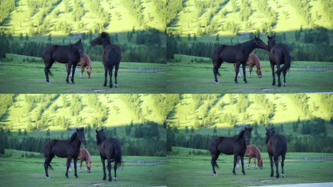 马森林树林草原上的马吃草野外的马吃草野马