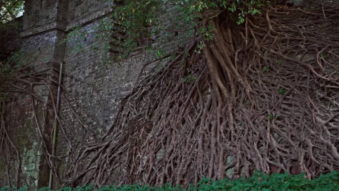 4K实拍，广州越秀公园古城墙上的老榕树。