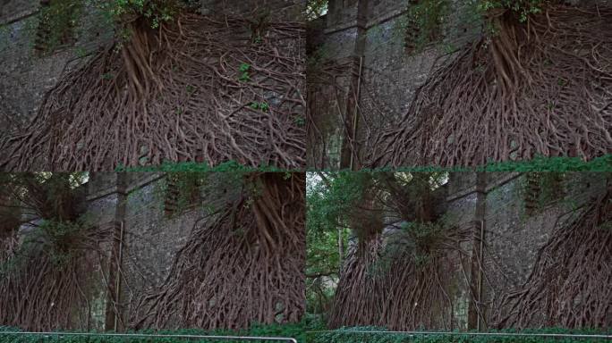 4K实拍，广州越秀公园古城墙上的老榕树。