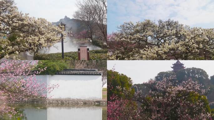 中国风太湖林屋梅海早春梅花