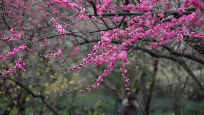 梅岗梅花