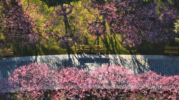 红梅公园春色梅花航拍