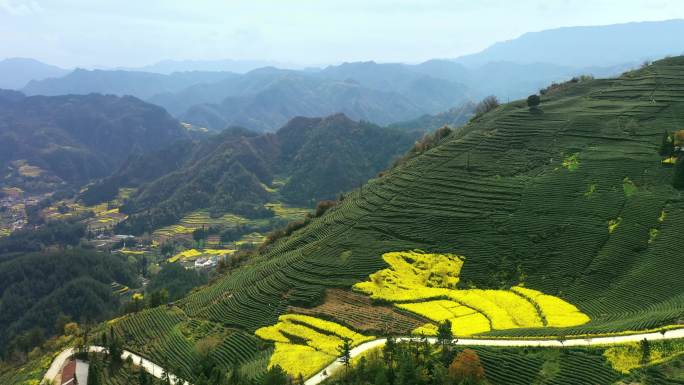 茶山茶园与油菜花田4K航拍