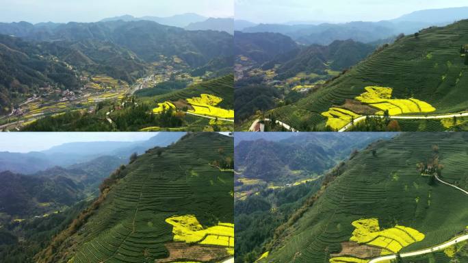 茶山茶园与油菜花田4K航拍