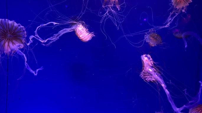 海洋馆里成群水母