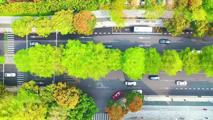 城市道路绿化 细叶榄仁