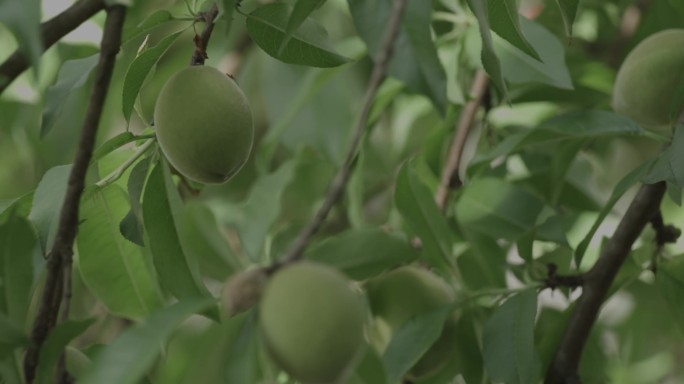 野生桃子升格