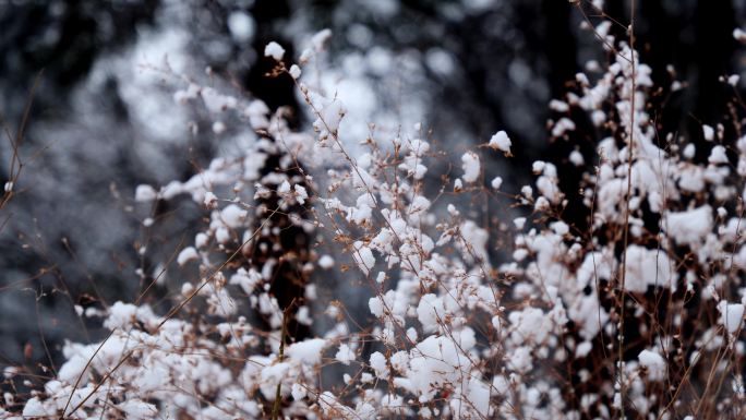 雪后树枝树挂松树枝唯美