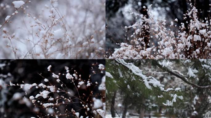 雪后树枝树挂松树枝唯美