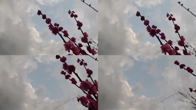 天空枝桠梅花