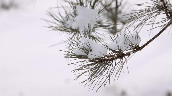 4k  雪 树上积雪飘落