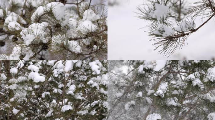 4k  雪 树上积雪飘落