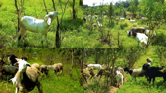 农家生态散养羊
