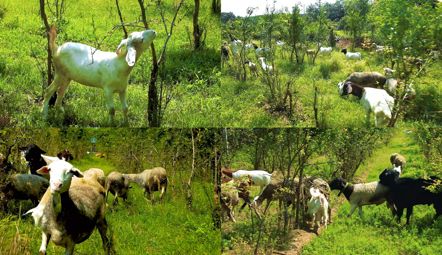农家生态散养羊