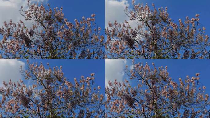 蓝天下的泡桐树泡桐花延时摄影