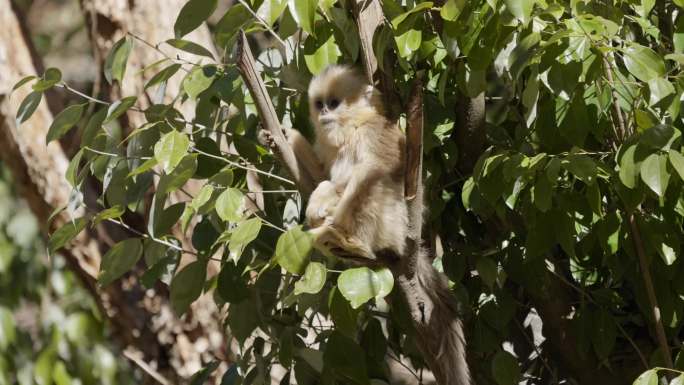 四川白河金丝猴自然保护区川金丝猴