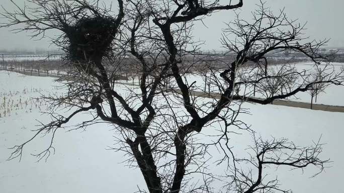 凄凉的景象农村雪地里的枯树木