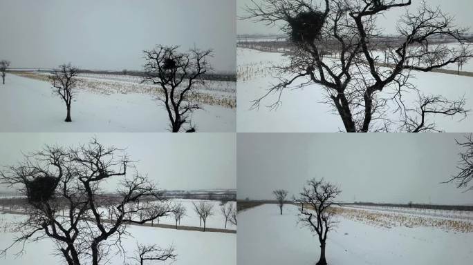 凄凉的景象农村雪地里的枯树木
