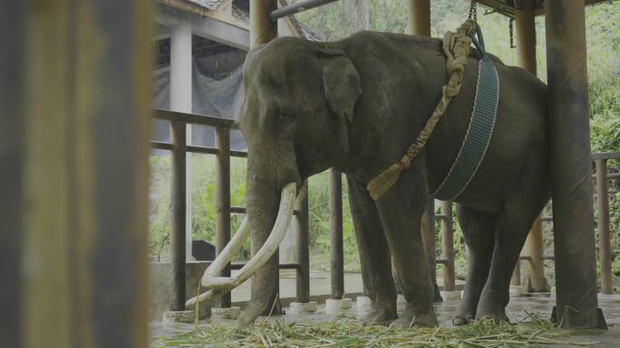 亚洲象种族繁育及救助中心