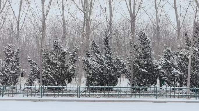 雪天绿化带空镜素材