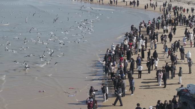 航拍威海荣成布鲁威斯海湾搁浅货轮游客海鸥