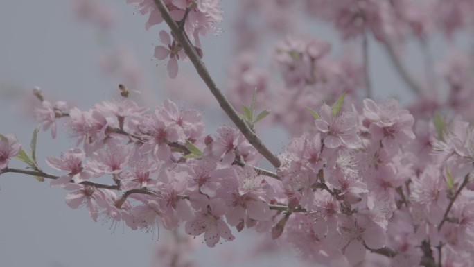 蜜蜂采花