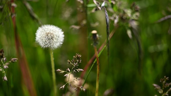 蒲公英 花 白色蒲公英 田野