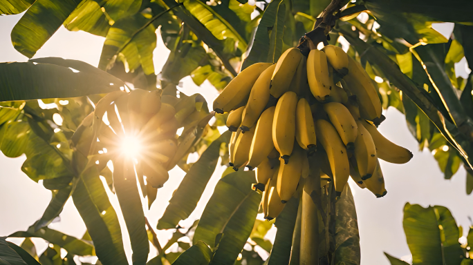 【4K高清】香蕉、香蕉树、香蕉园空镜