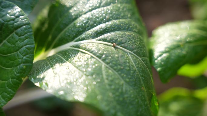 农民在田地种植蔬菜施肥 茂密碧绿的蔬菜