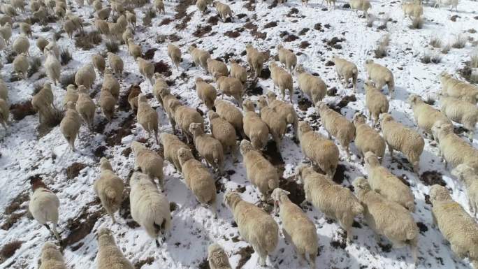 乌兰 雪地 羊群 航拍