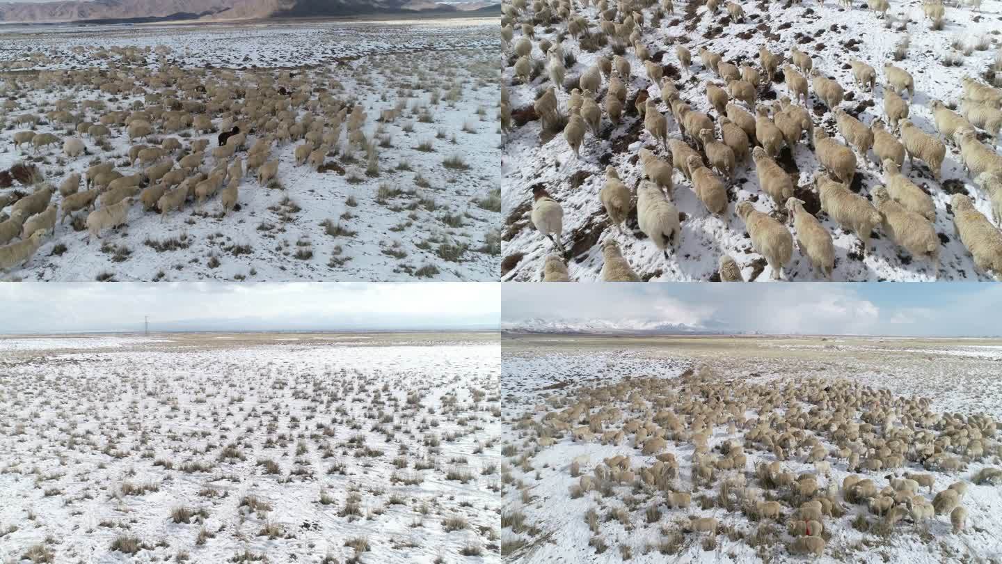 乌兰 雪地 羊群 航拍
