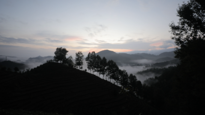 遂川茶厂采茶制茶工厂设备茶园