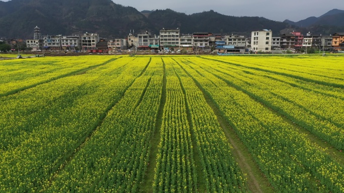 春暖花开风景美