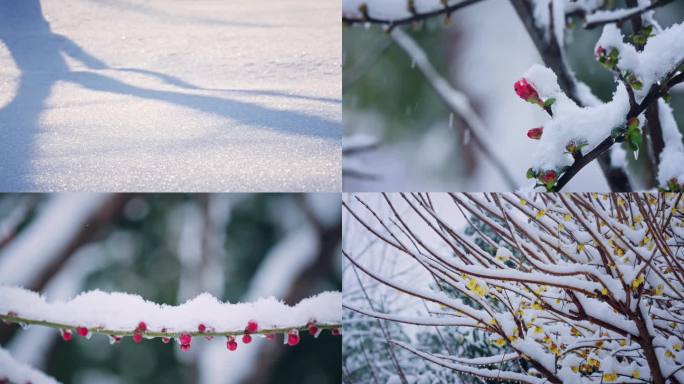 4K唯美雪景 梅花01