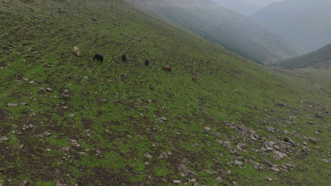 川西高原夹金山草原羊群奔跑航拍