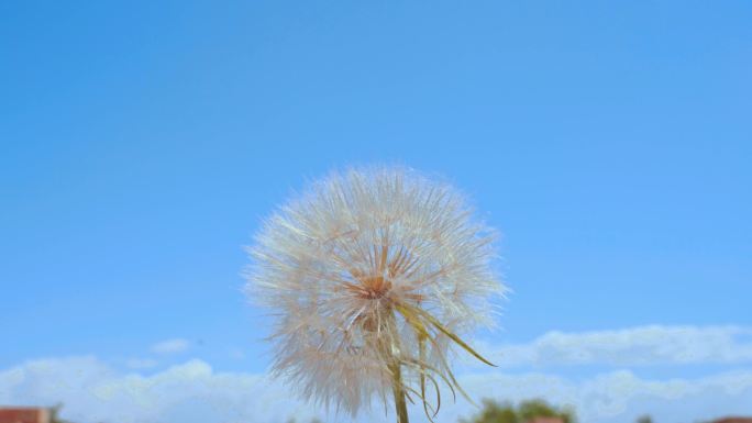 蒲公英种子希望离别许愿蒲公英飞走飞向天空