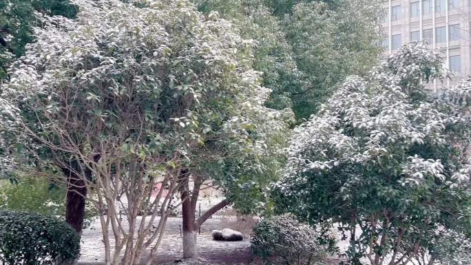 雪中的梅花与竹叶风景