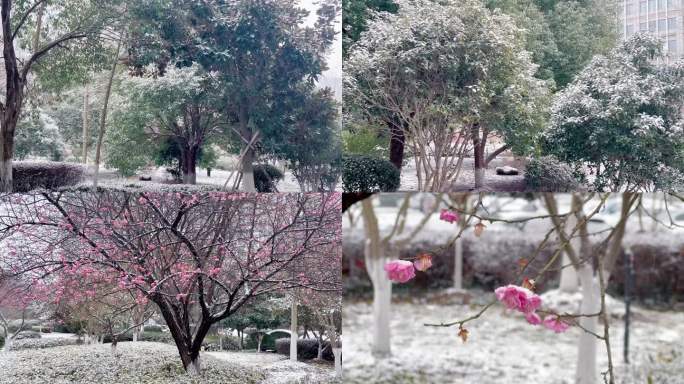 雪中的梅花与竹叶风景