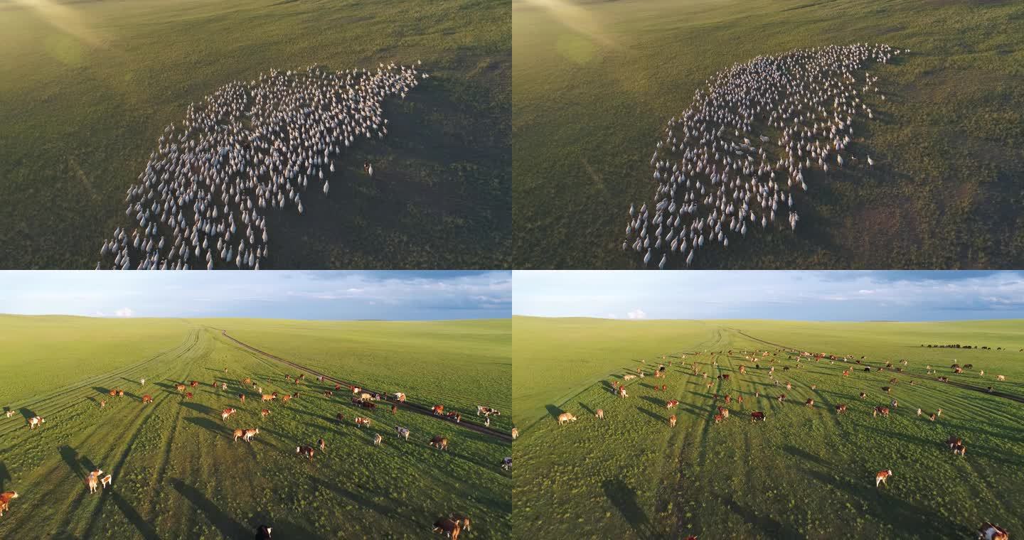 草原牛羊群