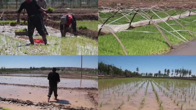 北方农村手工种植水稻