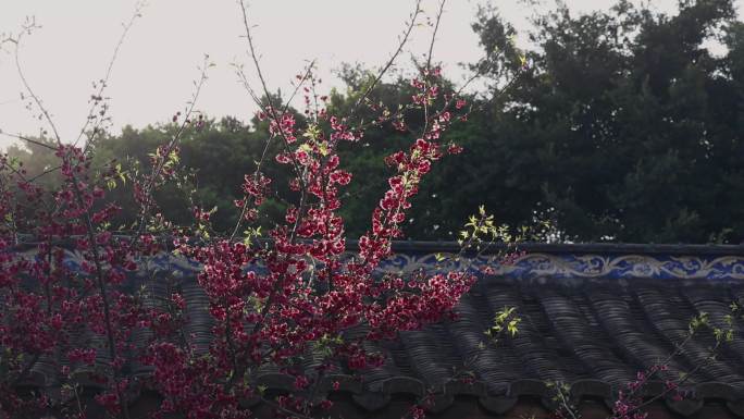 古风园林建筑屋檐绿植光影意境