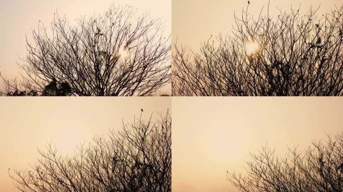 黄昏阳光枯树