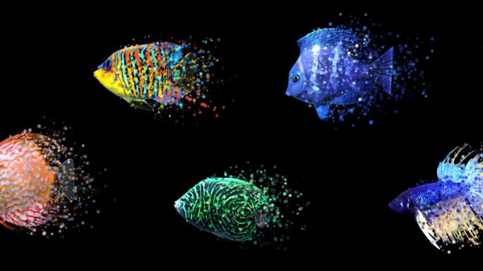鱼 粒子鱼 海底世界 热带鱼