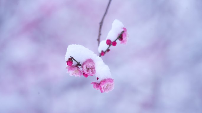 雪中的红梅花